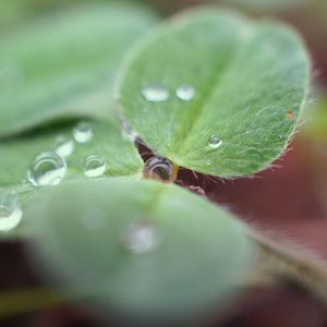 Close-up of water drops on green leaves