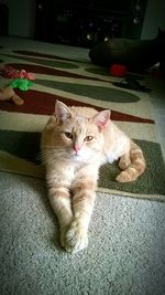 Portrait of cat