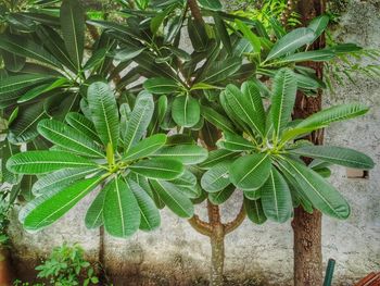 Close-up of plant