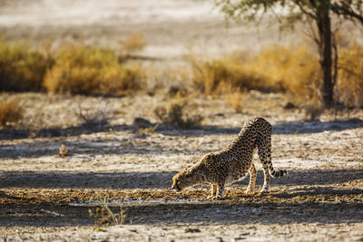 Cheetah walking on field