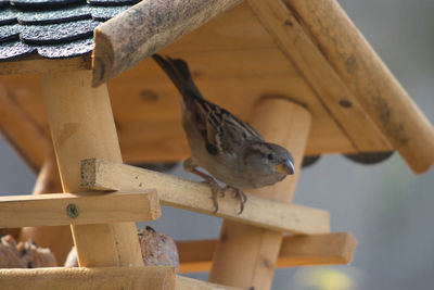 Close-up of bird perching on wood