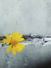 Close-up of yellow flower blooming outdoors