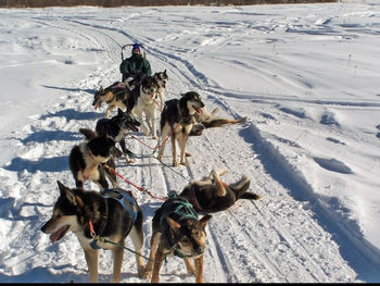 Dogs on snow covered land