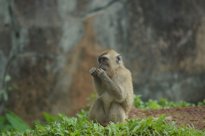 Close-up of squirrel on rock