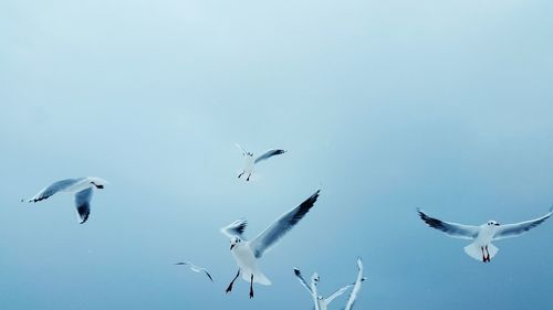 Low angle view of seagulls flying against clear sky