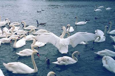 Bird flying over calm lake