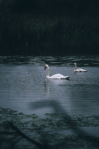 Swan swimming in lake