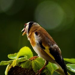 Close-up of bird perching on leaf