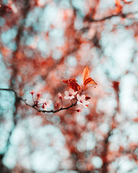 Low angle view of cherry blossoms on tree during autumn