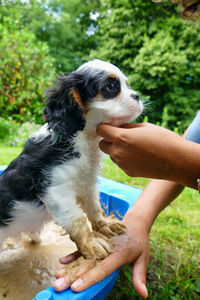 Nine week old purebred  puppy full length supported by the hands of its owner