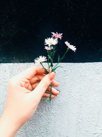 Cropped hand of woman holding flowers against wall