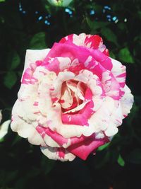 Close-up of pink flowers blooming outdoors