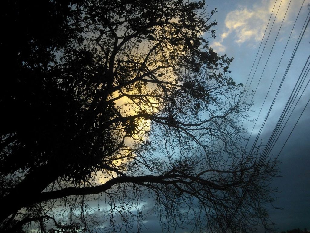 tree, low angle view, sky, branch, silhouette, nature, cloud - sky, tranquility, bare tree, beauty in nature, growth, scenics, sunset, outdoors, no people, cloudy, dusk, cloud, tranquil scene, high section