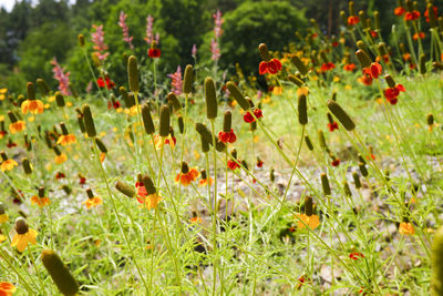 Close-up of red poppy flowers in field