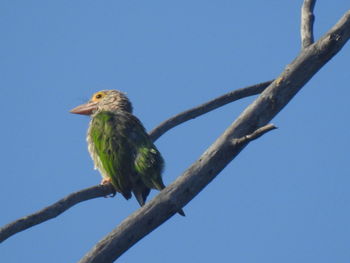 Low angle view of bird perching on branch against blue sky