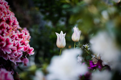 Close-up of pink flowering plant