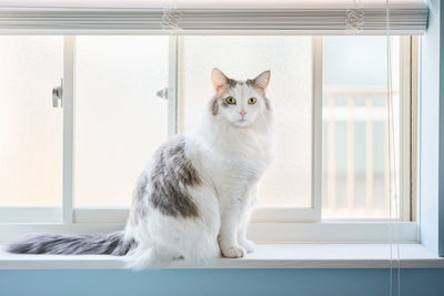 Portrait of a cat sitting on window