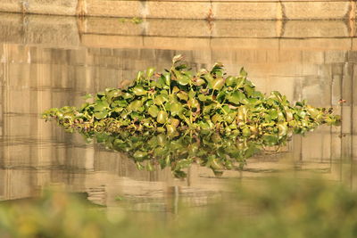 Plants growing in water