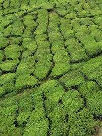 High angle view of tea field