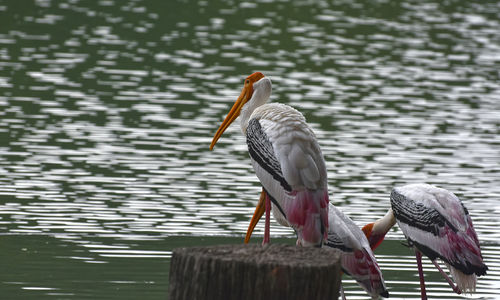 Bird perching on wooden post in lake