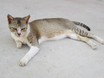 High angle portrait of cat lying on floor