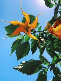 Low angle view of flowering plant against sky