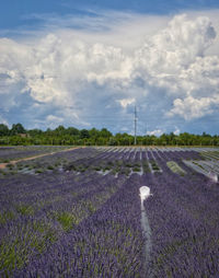 Scenic view of field against cloudy sky