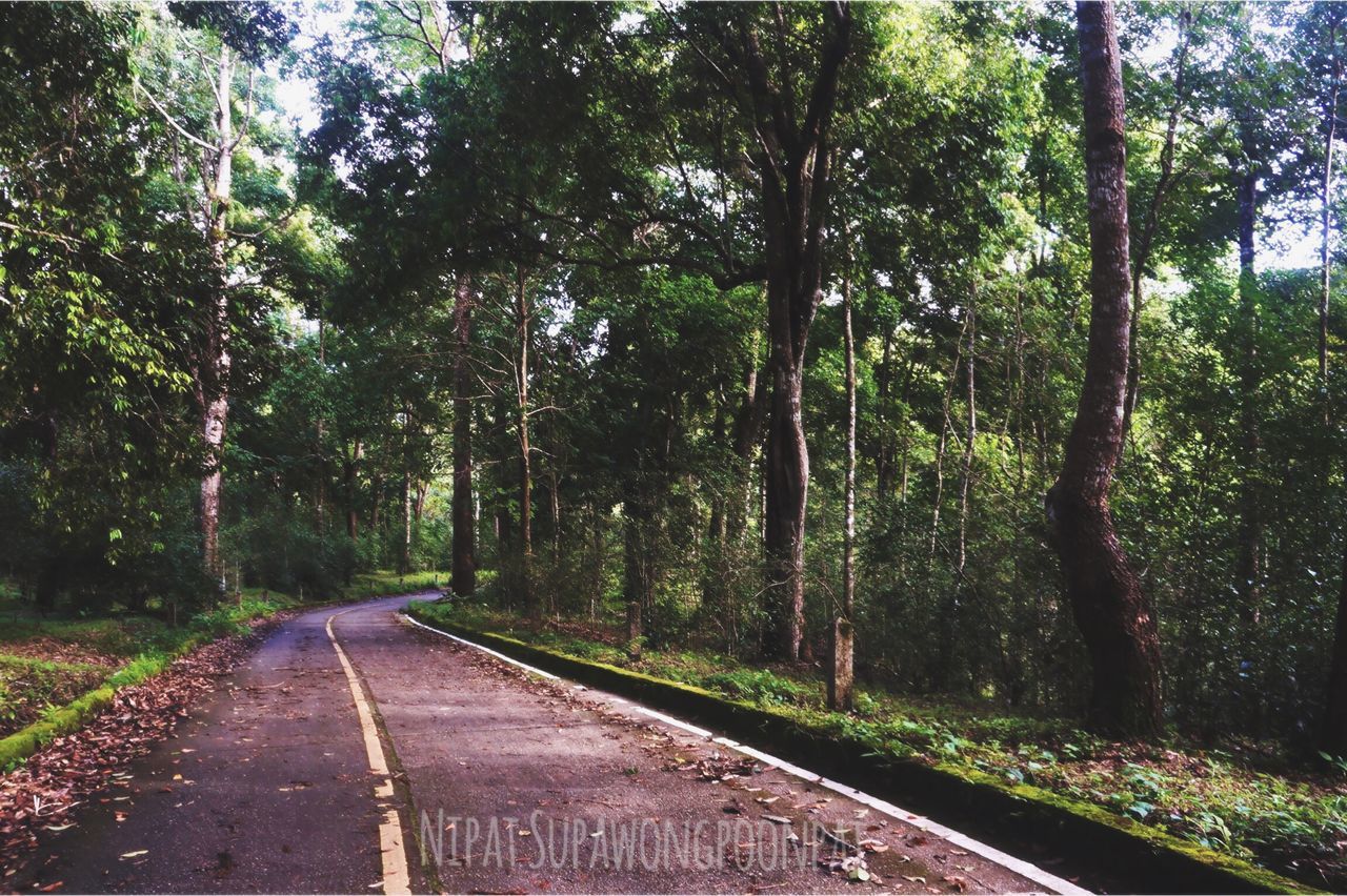 the way forward, tree, diminishing perspective, transportation, vanishing point, road, forest, tranquility, growth, nature, tranquil scene, empty road, country road, dirt road, green color, beauty in nature, non-urban scene, empty, scenics, day