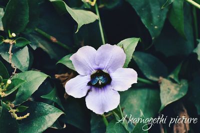 Close-up of purple flowers