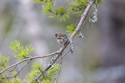 Close-up of bird perching on branch