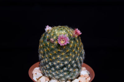 Close-up of cactus flower against black background