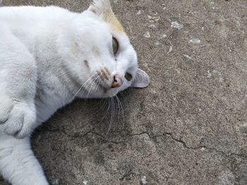 Cat sleep on the ground.