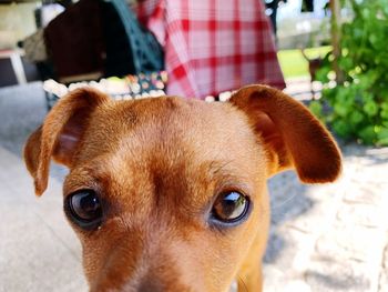 Close-up portrait of dog eyes