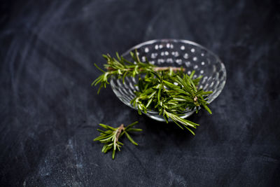 Close-up of plant on table