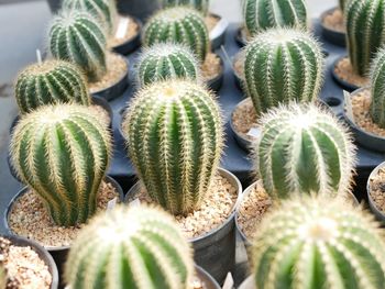 Full frame shot of succulent plant