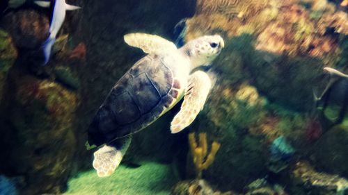 Fish swimming in water