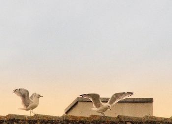 Birds on wall against sky