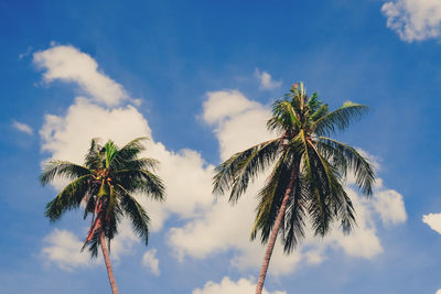 Summer nature scene. nice palm trees in the blue sunny sky