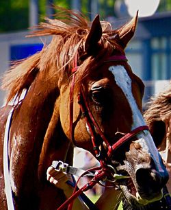 Close-up of horse in stable