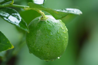 Close-up of fruit growing on plant