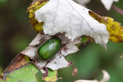Close-up of insect on leaf