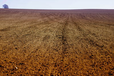 Scenic view of field against clear sky