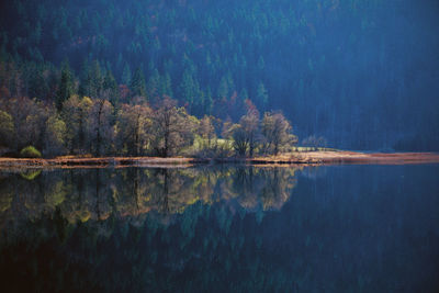 Scenic view of lake in forest