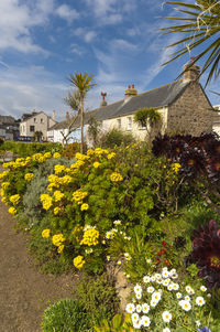 Flowering plants and trees by building against sky