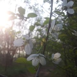 Close-up of flower