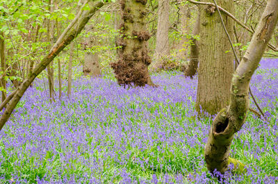 View of purple flowering trees in forest