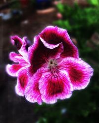 Close-up of flower blooming outdoors