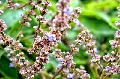 Close-up of pink flowers