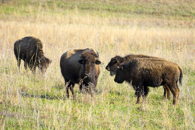 Close-up portrait of a bison