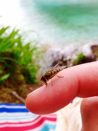 Close-up of ladybug on hand